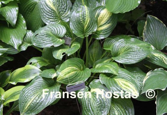 Hosta Gene Summers